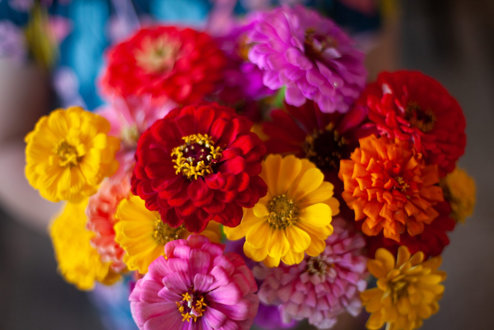 Fresh-cut zinnia bouquet